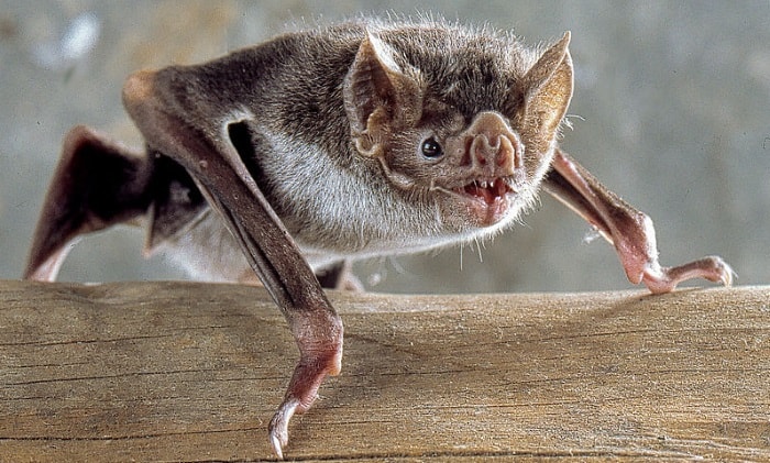 Vampire bat in Peru