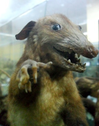 Peruvian Opossum, Trujillo Museo de Zoologia