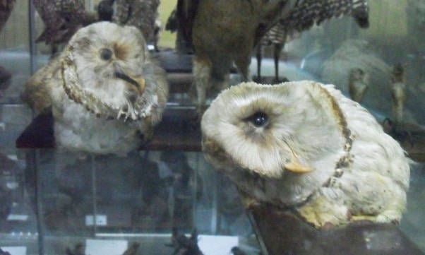 Owls in Trujillo Zoological Museum 