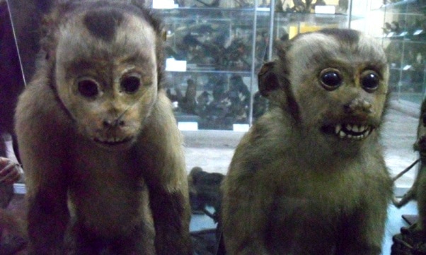 Trujillo Museo de Zoologia, Peru