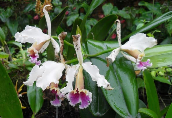 Cattleya rex orchid Peru