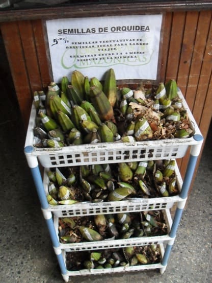 Orchid seeds for sale in Moyobamba, Peru
