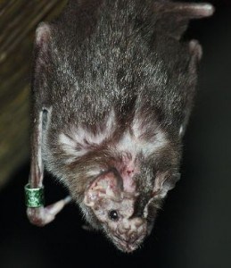 vampire-bats-rabies-peru-vaccination