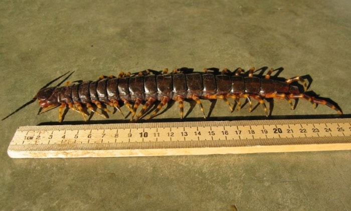 Peruvian giant yellowleg centipede