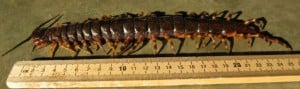 How to peru centipede