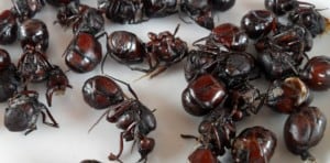eating-ants-hormigas-culonas
