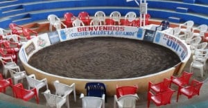 peru cockfighting coliseo