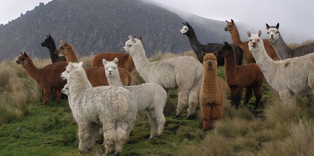 Inca food alpaca