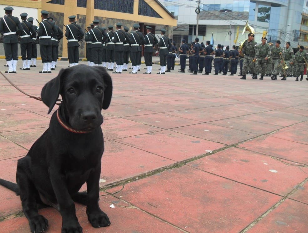 Max Peruvian Labrador