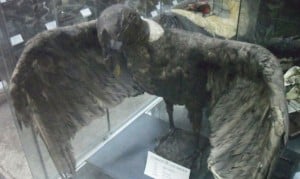 Andean Condor, Trujillo Museum
