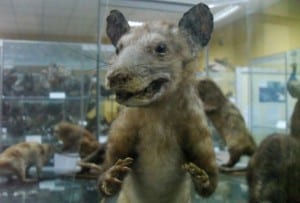 Peru Opossum, Trujillo Museum