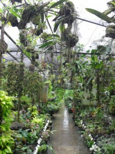 Inside Agro Oriente Viveros, Moyobamba