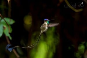 Marvelous Spatuletail Hummingbird (photo © Michell León)