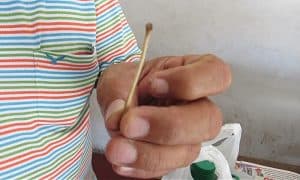 Penile bone of South American coati