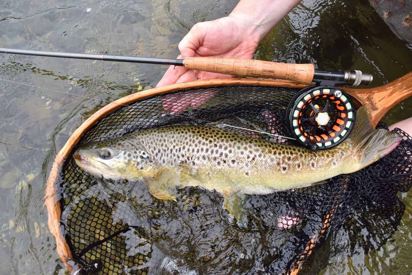 trouts in cañete - Fishing in Peru