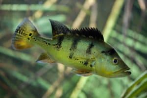 FIsh - Iquitos