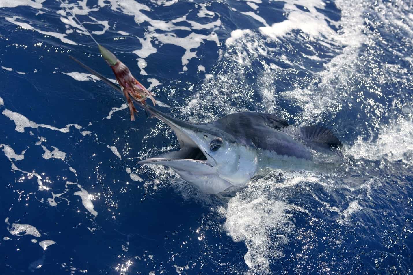 marlins in punta sal - Fishing in Peru