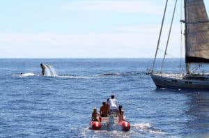 Whale watching Mancora - Itinerary Peru