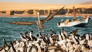 Pelican landing on ballestas islands shore full of penguins