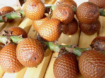 peruvian fruits and vegetables - aguaje fruit