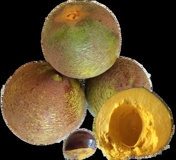 peruvian fruits and vegetables - lucuma fruit