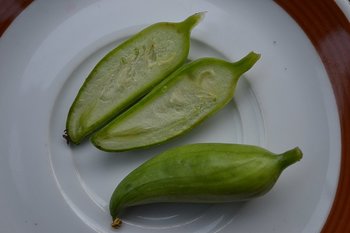 peruvian fruits and vegetables - caigua vegetable