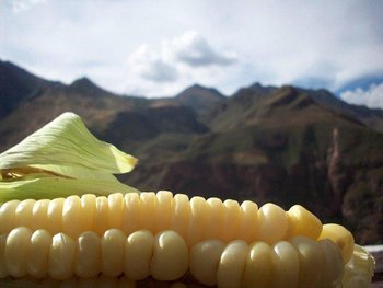 peruvian fruits and vegetables - choclo corn 