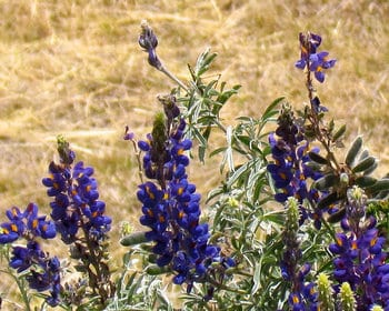 peruvian fruits and vegetables - tarwi plant