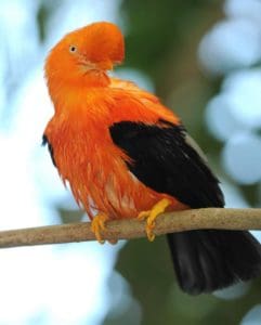 Bird in Manu National park