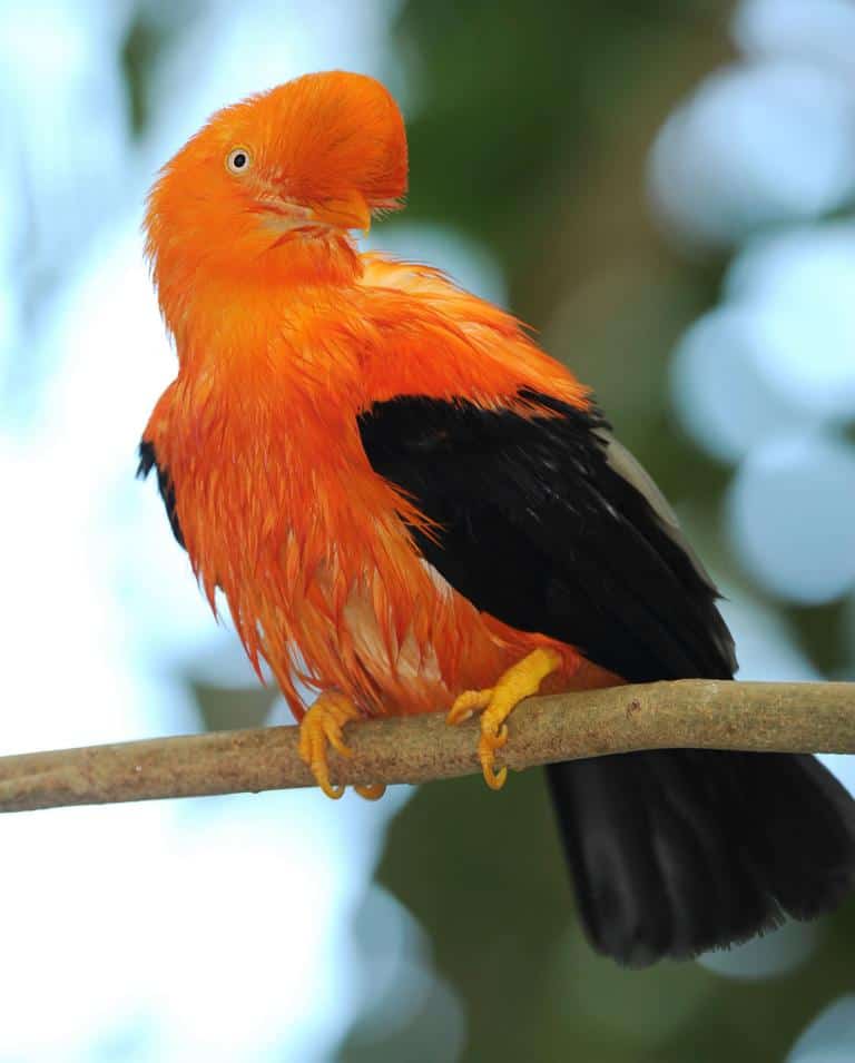 Bird in Manu National park - iquitos