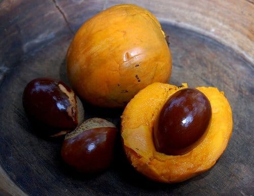 Lucuma Fruit Eggfruit from Peru