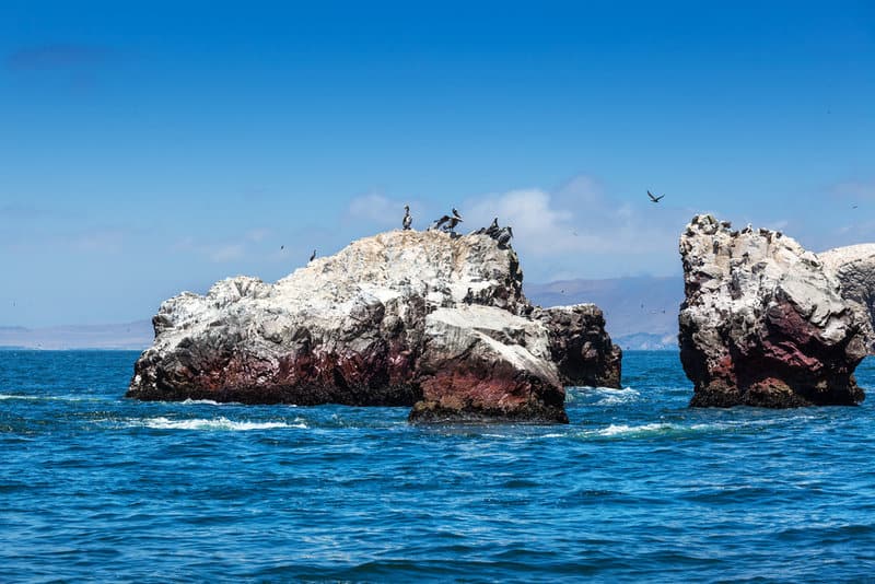 Ballestas Islands Poor Man's Galapagos Paracas Pisco Peru