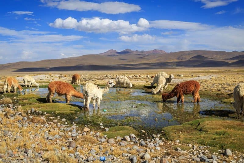 Alpacas And Llamas At Lake