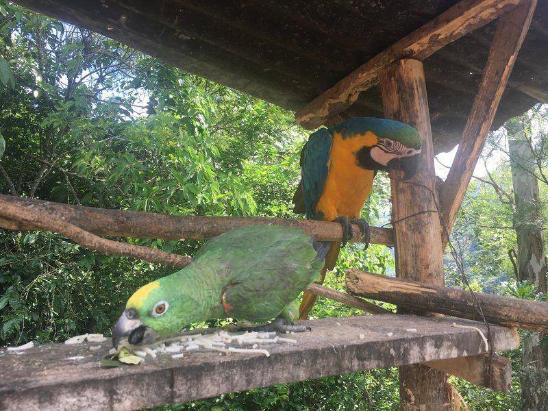 Parrots on Inca Jungle Trek to Machu Picchu