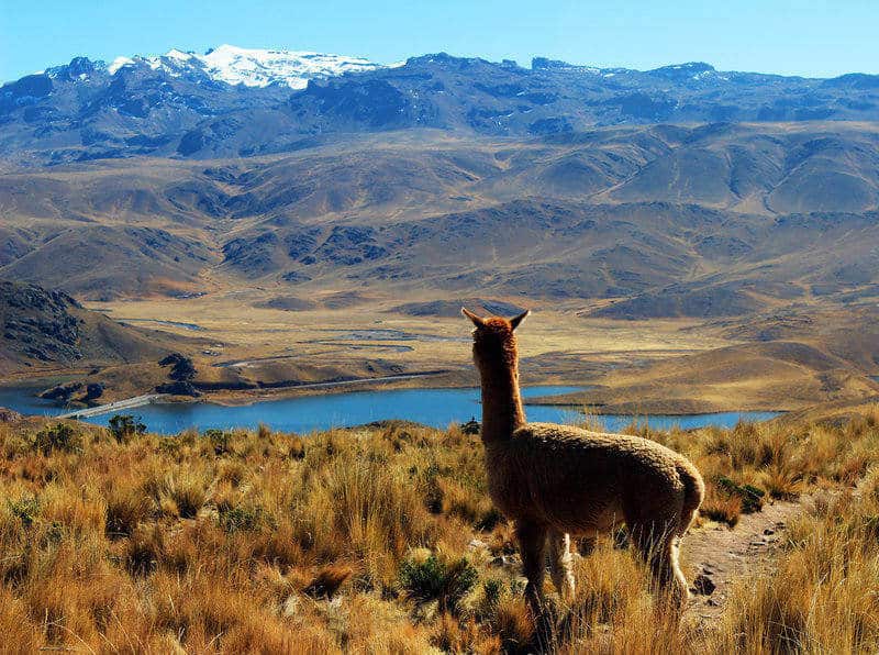 alpaca looking at lake