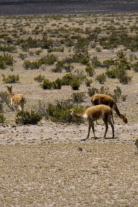 Vicuna vs Guanaco What is the Difference