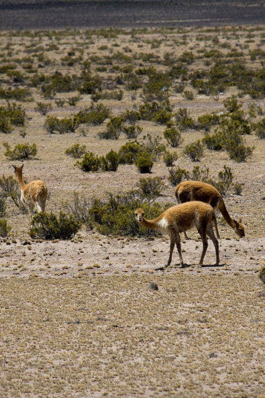 Vicuna vs Guanaco What is the Difference