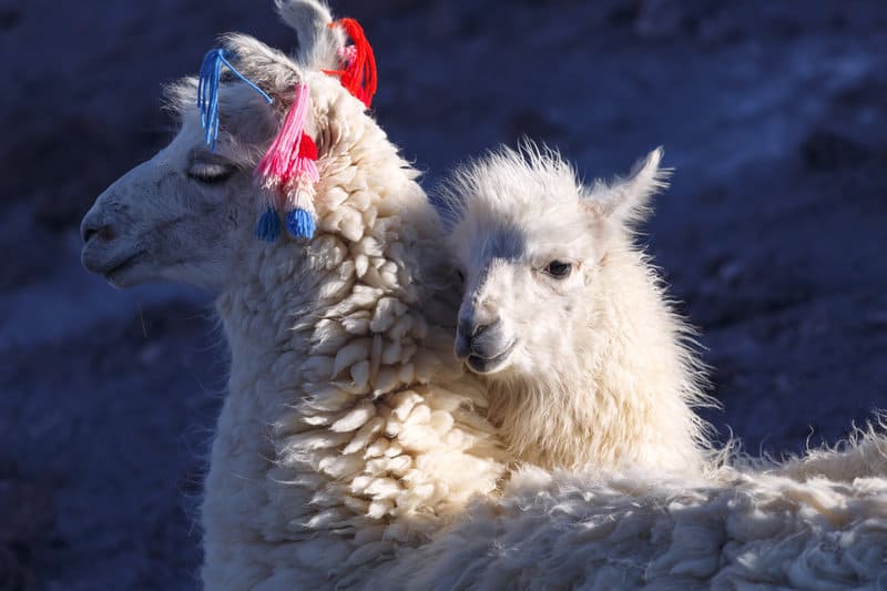 Llamas wearing knitted clothing