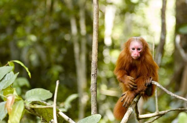 Monkey In Jungle Near Iquitos Peru in Peruvian Amazon Jungle