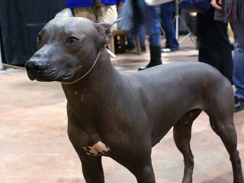 peruvian hairless dog