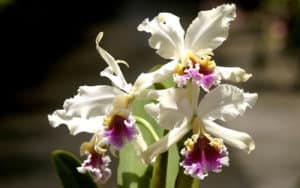 moyobamba-orchid-white-purple-flower