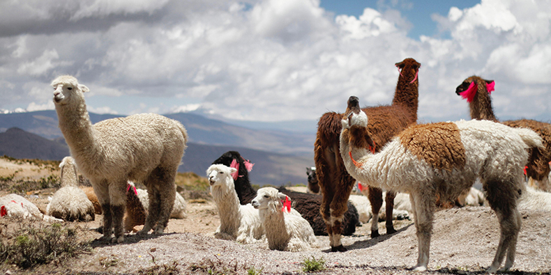 colca valley fauna